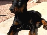 Sağlik Ve Irk Garanti̇li̇ Dobermanlari̇m
