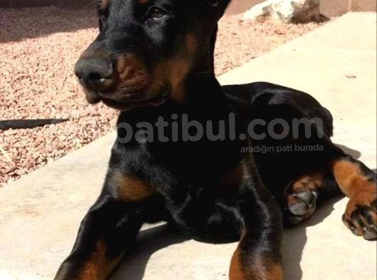 Sağlik Ve Irk Garanti̇li̇ Dobermanlari̇m görsel