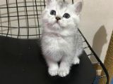 VONALP PET GARANTISIYLE ORJINAL BRITISH  YAVRULAR