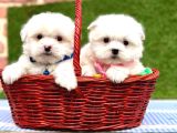 Maltese Terrier Kore Kan Saf Irk Yavrularımız