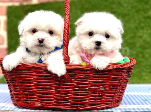 Maltese Terrier Kore Kan Saf Irk Yavrularımız görsel