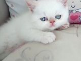 MÜKEMMEL KALİTE İRAN PERSIAN BEBEKLER