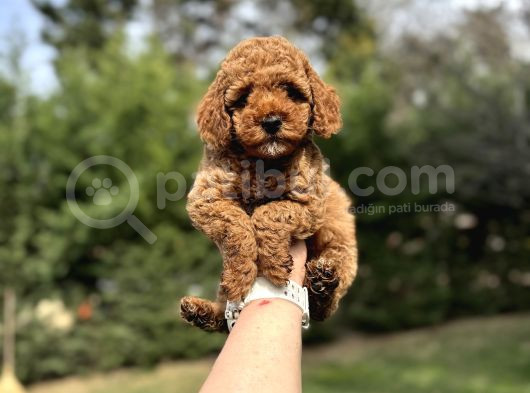 Aşili Red Toy Poodle Orji̇nal Garanti̇li̇