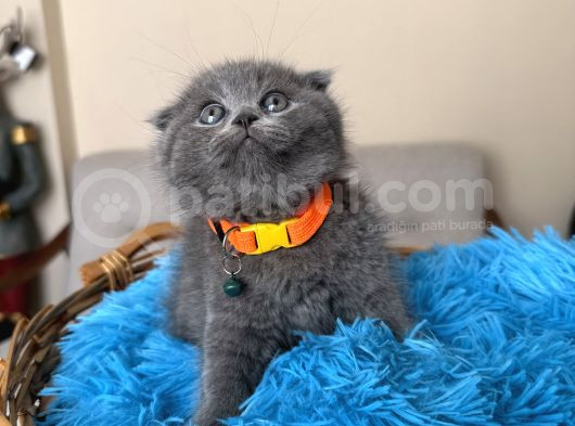 Top Kafa Scottish Fold Yavru görsel