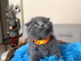Top Kafa Scottish Fold Yavru