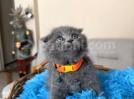 Top Kafa Scottish Fold Yavru görsel