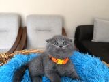 Top Kafa Scottish Fold Yavru