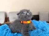 Top Kafa Scottish Fold Yavru