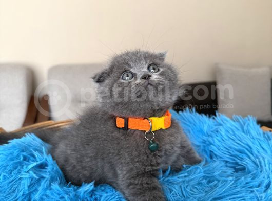 Top Kafa Scottish Fold Yavru görsel