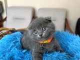 Top Kafa Scottish Fold Yavru