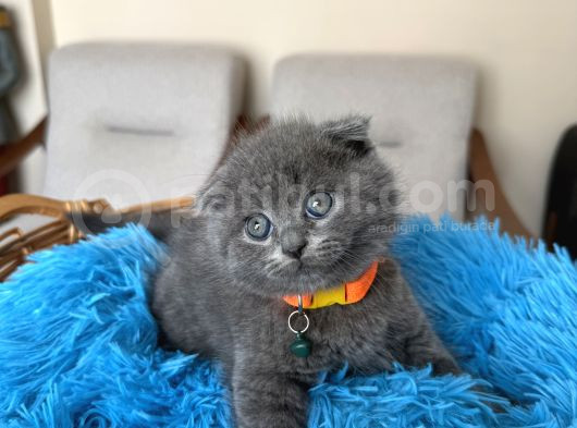 Top Kafa Scottish Fold Yavru görsel