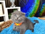 Top kafa scottish Fold Yavru