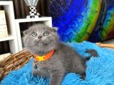 Top Kafa Scottish Fold Yavru