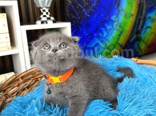 Top Kafa Scottish Fold Yavru görsel