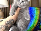 Top Kafa Scottish Fold Yavru