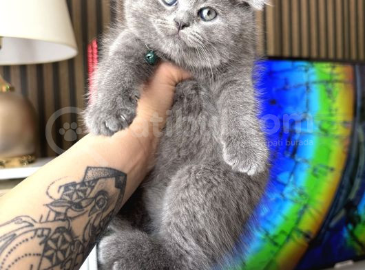 Top Kafa Scottish Fold Yavru görsel
