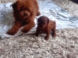 Petmode Köpek Çiftliğinden Kore Toy Poodle Yavrularımız