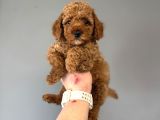 Red  Poodle Bebekler