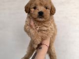 Bebek Surat Maltipoo