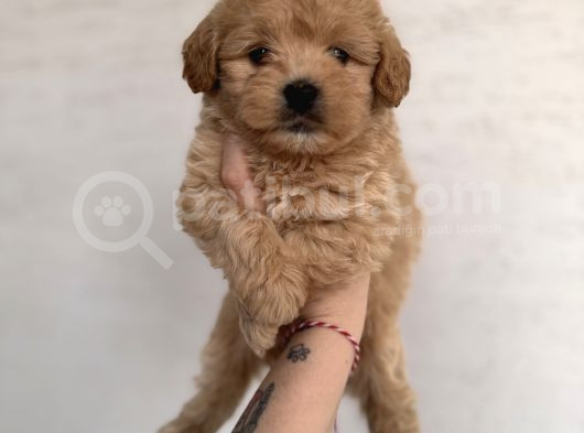 Bebek Surat Maltipoo görsel