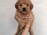 Bebek surat maltipoo