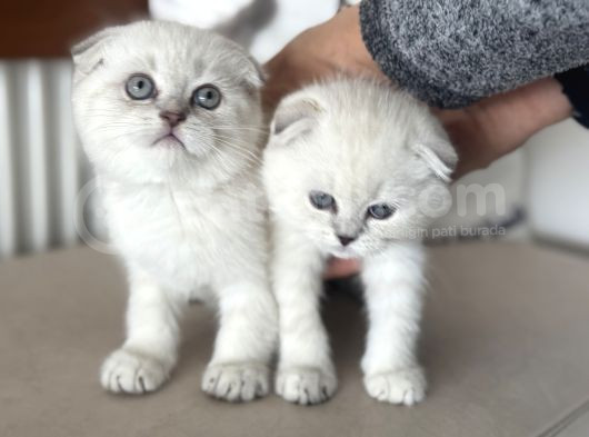 Ankaranın En Elit Scottish Fold Yavruları Ziyarete Açık görsel