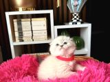 Ayıcık Kafa Scottish Fold Silver Point