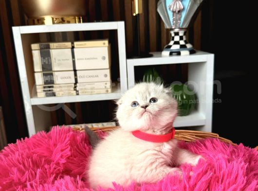 Ayıcık Kafa Scottish Fold Silver Point görsel