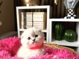 Ayıcık Kafa Scottish Fold Silver Point