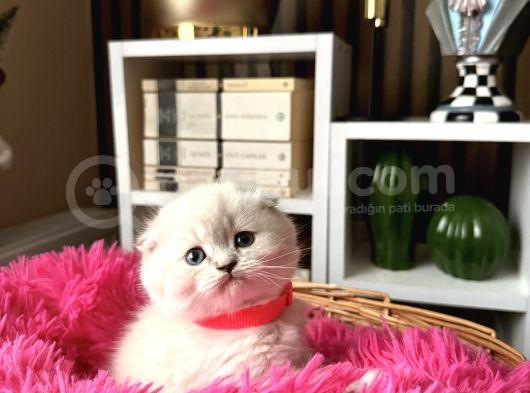 Ayıcık Kafa Scottish Fold Silver Point görsel