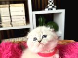 Ayıcık Kafa Scottish Fold Silver Point