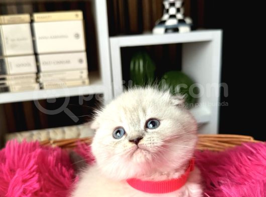 Ayıcık Kafa Scottish Fold Silver Point görsel