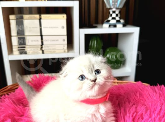 Ayıcık Kafa Scottish Fold Silver Point görsel
