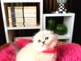 Ayıcık Kafa Scottish Fold Silver Point