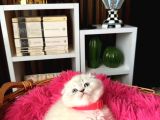 Ayıcık Kafa Scottish Fold Silver Point