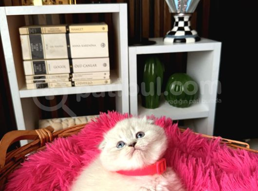 Ayıcık Kafa Scottish Fold Silver Point görsel