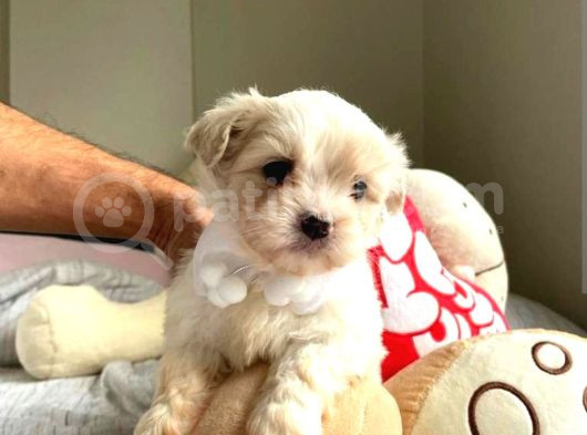 A Kalite Maltese Terrier Yavrularımız görsel