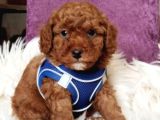 Mükemmel Kali̇tede Son Erkek Toy Poodle Yavrumuz
