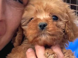 Bursanın En Sevimli Maltipoo Yavruları Yeni Yuvasını Arıyor
