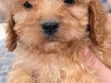 Bursanın En Sevimli Maltipoo Yavruları Yeni Yuvasını Arıyor