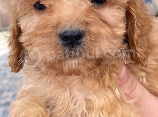 Bursanın En Sevimli Maltipoo Yavruları Yeni Yuvasını Arıyor görsel