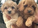 Bursanın En Sevimli Maltipoo Yavruları Yeni Yuvasını Arıyor