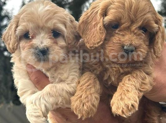 Bursanın En Sevimli Maltipoo Yavruları Yeni Yuvasını Arıyor görsel
