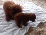 Petmode Köpek Çiftliğinden Kore Toy Poodle Yavrularımız