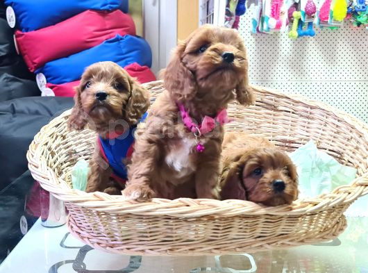 Kizil Renk Orji̇nal Cavapoo Yavrular görsel