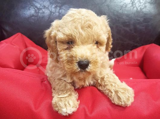 Orji̇nal Gerçek Malti̇poo Yavrular görsel