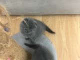 Saf Irk Scottish Fold Bebekler