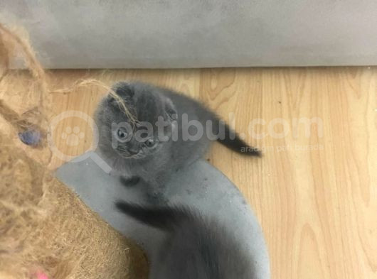 Saf Irk Scottish Fold Bebekler görsel
