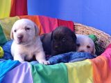 SİYAH VE ŞAMPANYA RENK ORJİNAL LABRADOR YAVRULAR