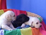 Si̇yah Ve Şampanya Renk Orji̇nal Labrador Yavrular
